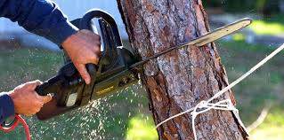 Best Commercial Tree Services  in Rogersville, TN